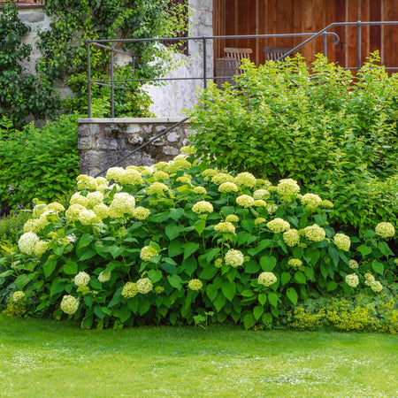 Hydrangea Plant 'Annabelle'