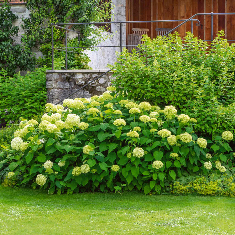 Hydrangea Plant 'Annabelle'