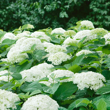 Hydrangea Plant 'Annabelle'
