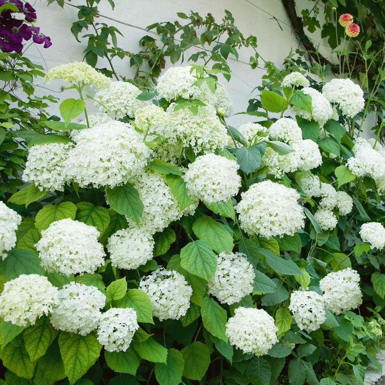Hydrangea Plant 'Annabelle'