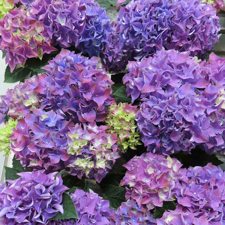 Hydrangea 'Blue Mophead'