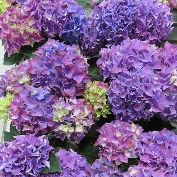 Hydrangea 'Blue Mophead'