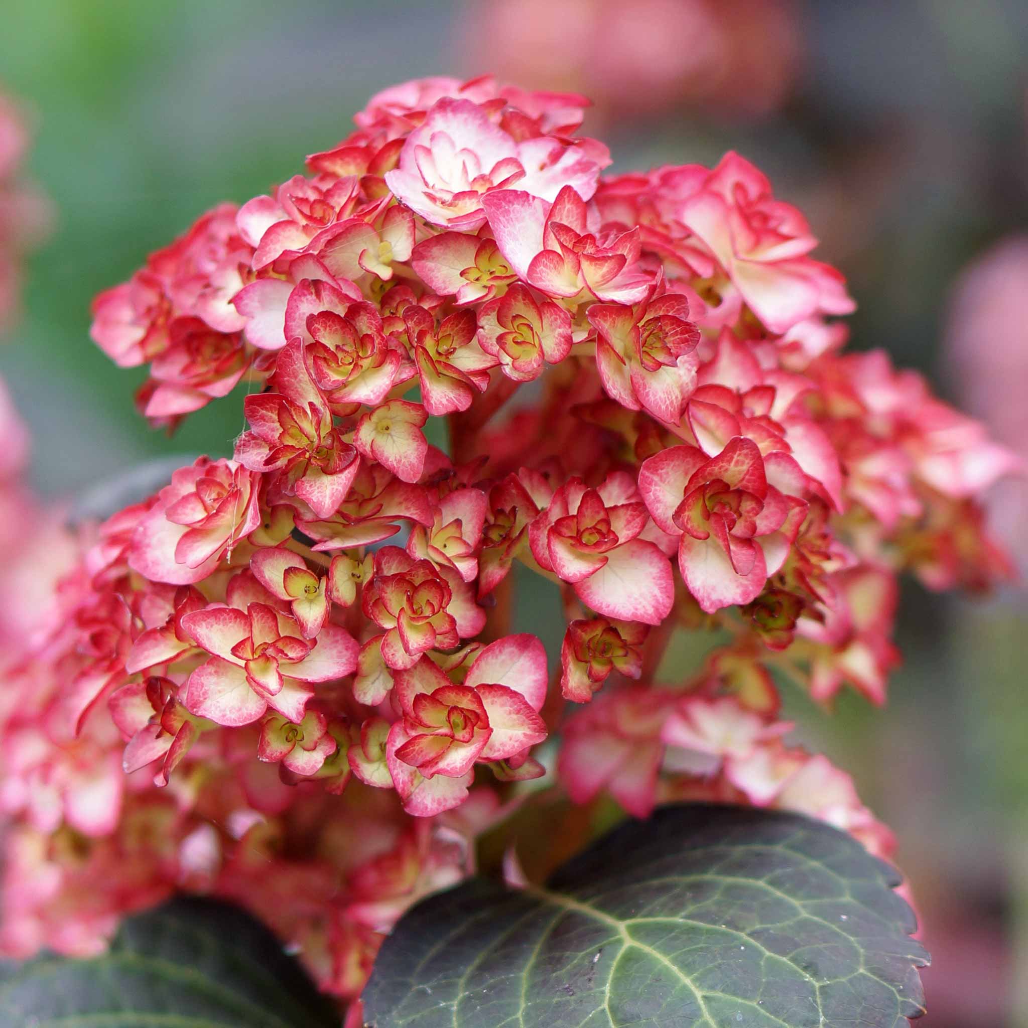 Hydrangea macrophylla Plant 'Miss Saori' | Marshalls Garden