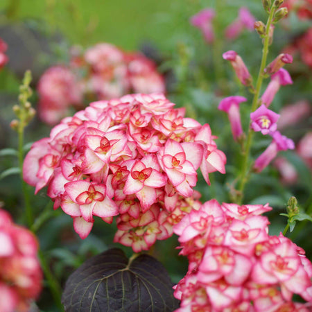 Hydrangea macrophylla 'Miss Saori'