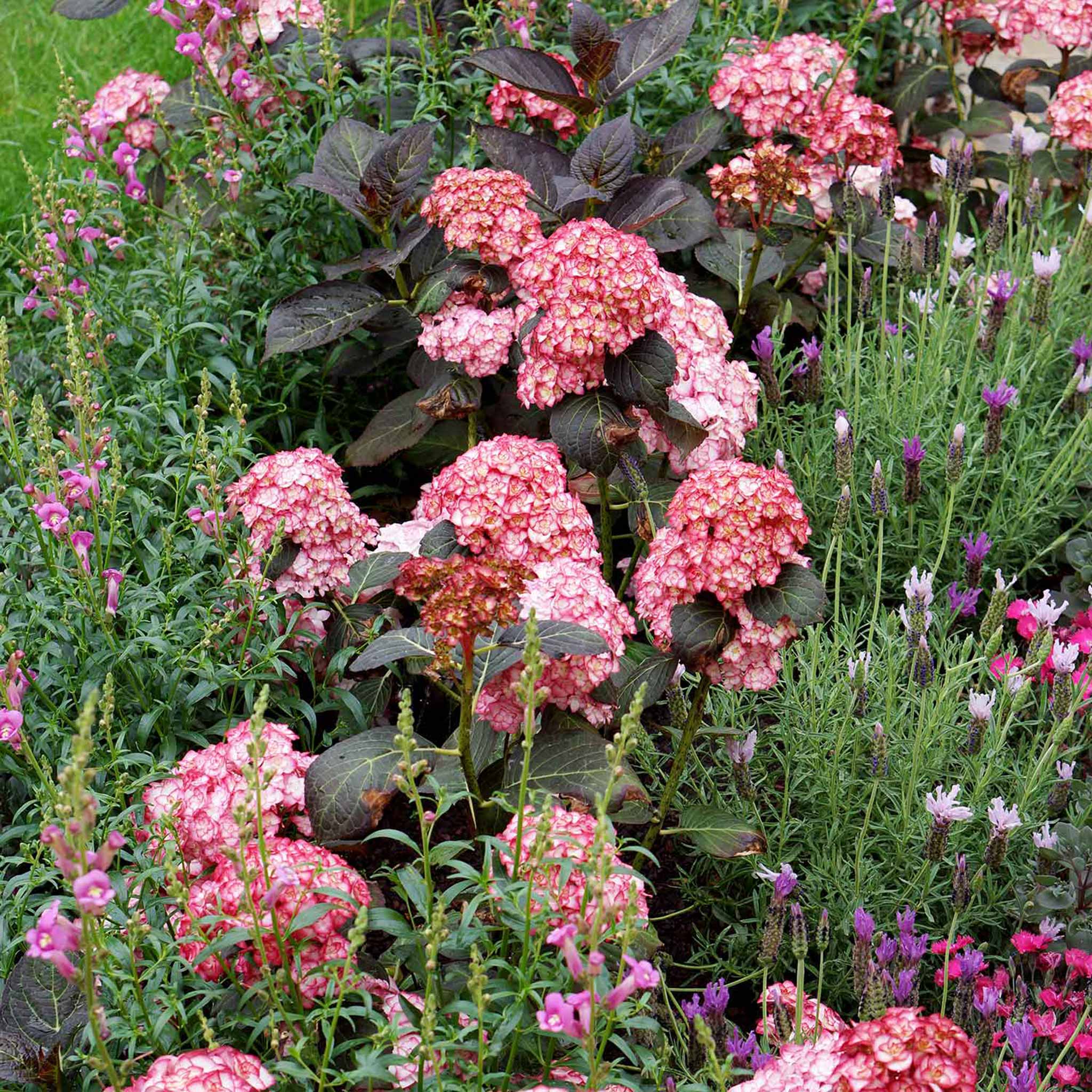 Hydrangea macrophylla Plant 'Miss Saori' | Marshalls Garden