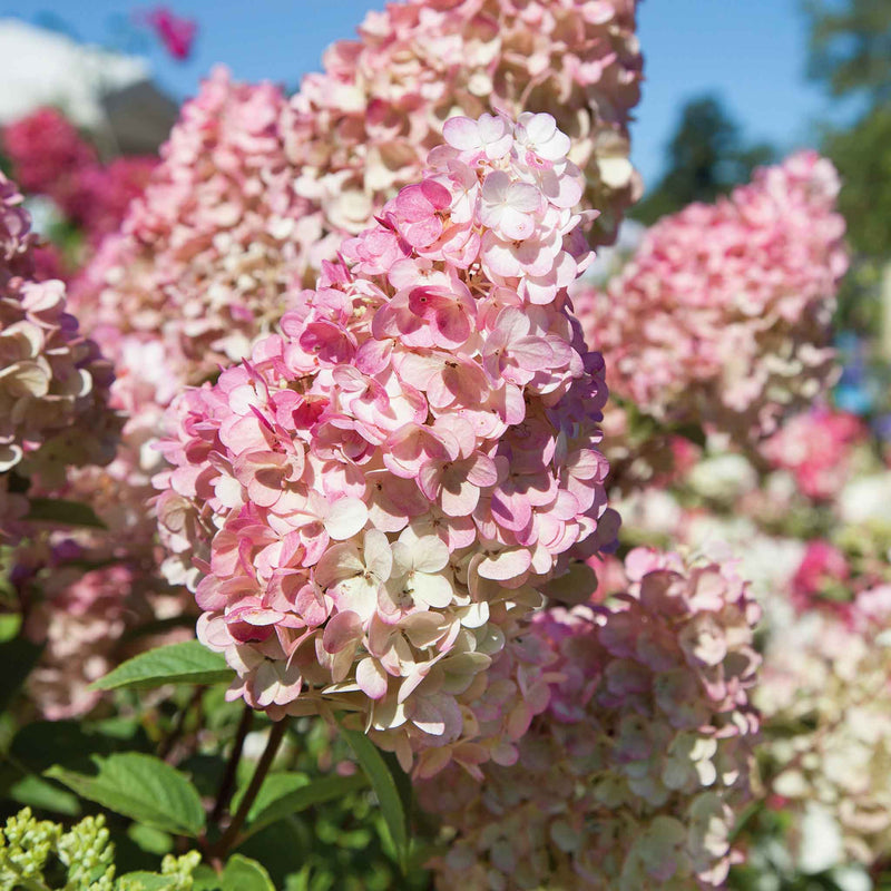Hydrangea paniculata 'Sundae Fraise'