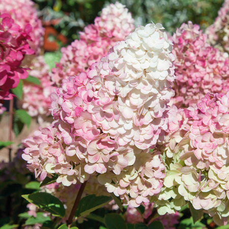 Hydrangea paniculata 'Sundae Fraise'