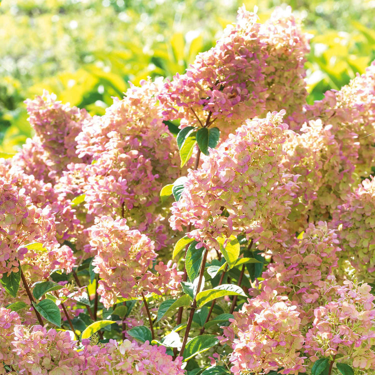 Hydrangea paniculata 'Sundae Fraise'