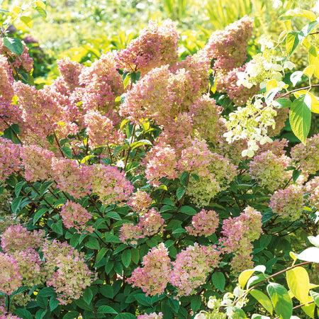 Hydrangea paniculata 'Sundae Fraise'