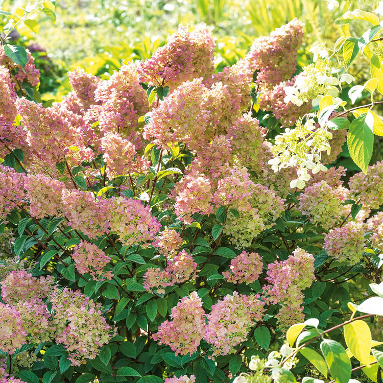 Hydrangea paniculata 'Sundae Fraise'