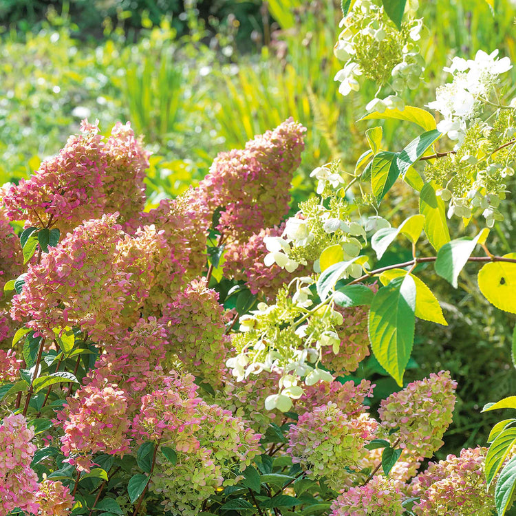 Hydrangea paniculata 'Sundae Fraise'