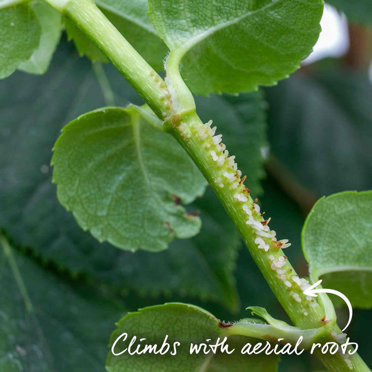 Climbing Hydrangea Plant 'Petiolaris'