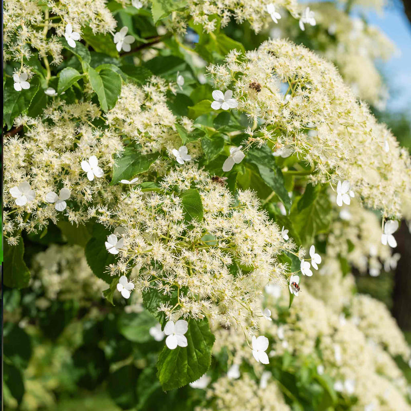 Climbing Hydrangea Plant 'Petiolaris'
