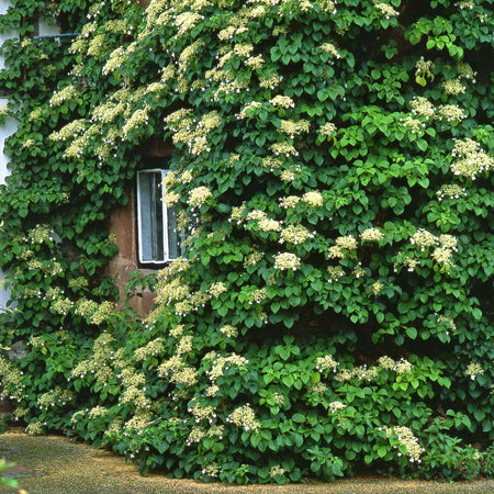Climbing Hydrangea Plant 'Petiolaris'