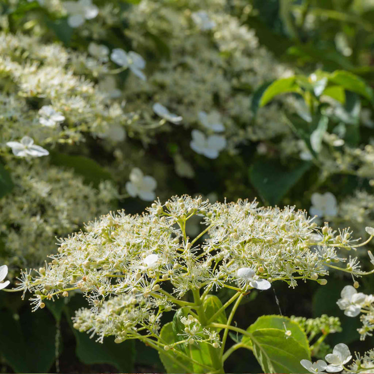 Climbing Hydrangea Plant 'Petiolaris'