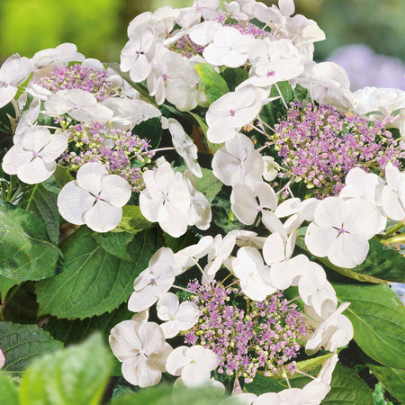 Hydrangea 'White Mophead'