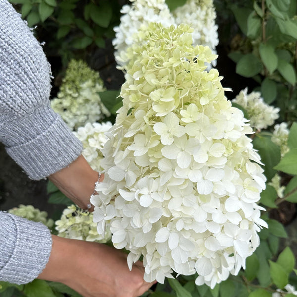 Hydrangea Plant 'Hercules'