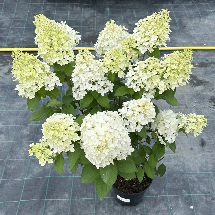 Hydrangea Plant 'Hercules'