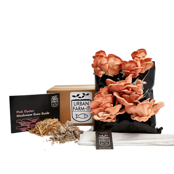 Pink Oyster Mushroom Kit