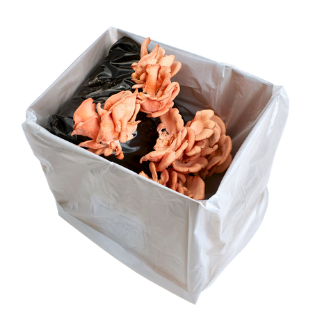 Pink Oyster Mushroom Kit