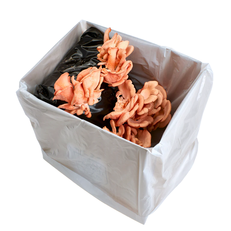 Pink Oyster Mushroom Kit