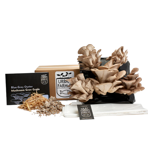 Blue Oyster Mushroom Kit