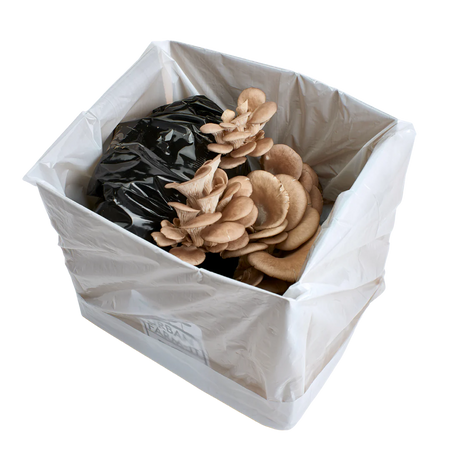 Blue Oyster Mushroom Kit