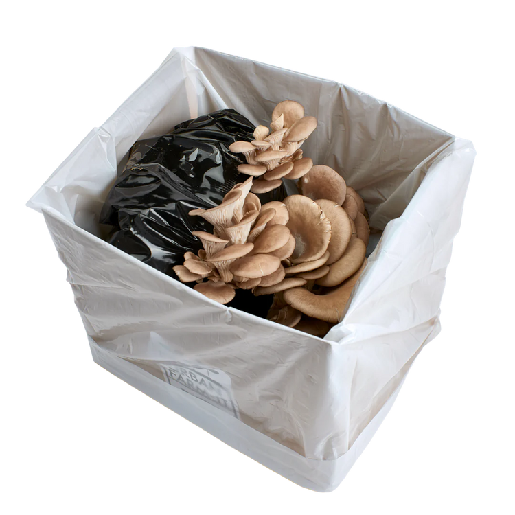 Blue Oyster Mushroom Kit