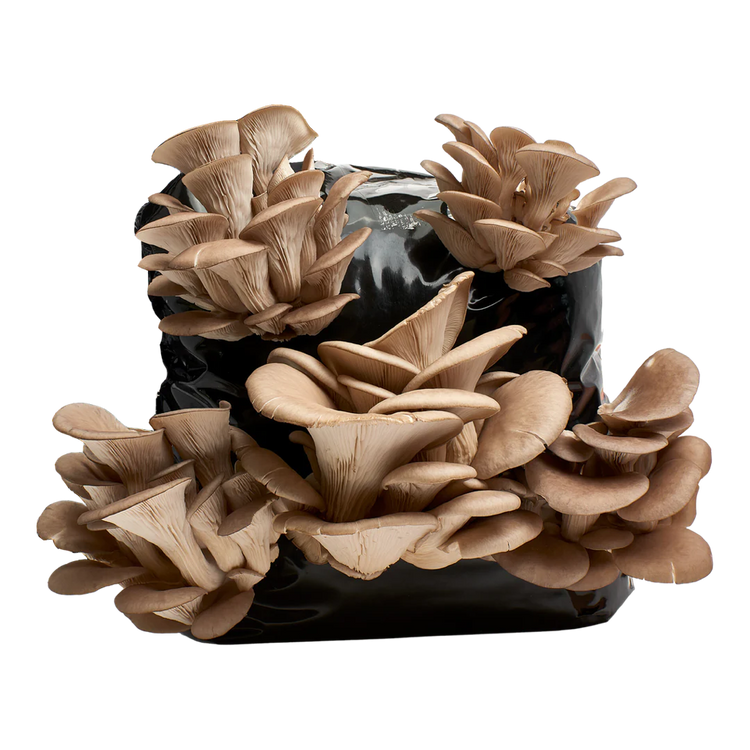 Blue Oyster Mushroom Kit