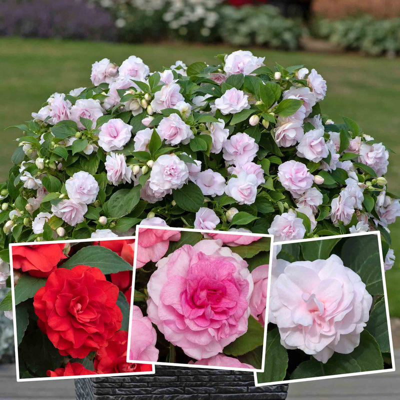 Busy Lizzie 'Glimmer Double' Collection