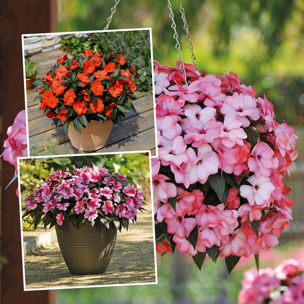 Busy Lizzie 'Clockwork' Plant Collection