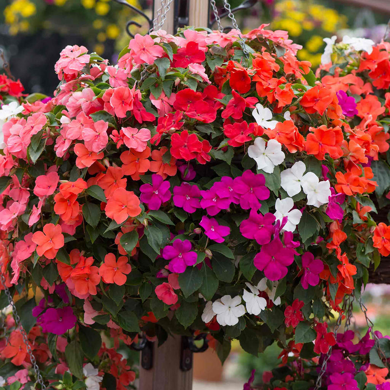 Busy Lizzie 'Beacon Select Mix'