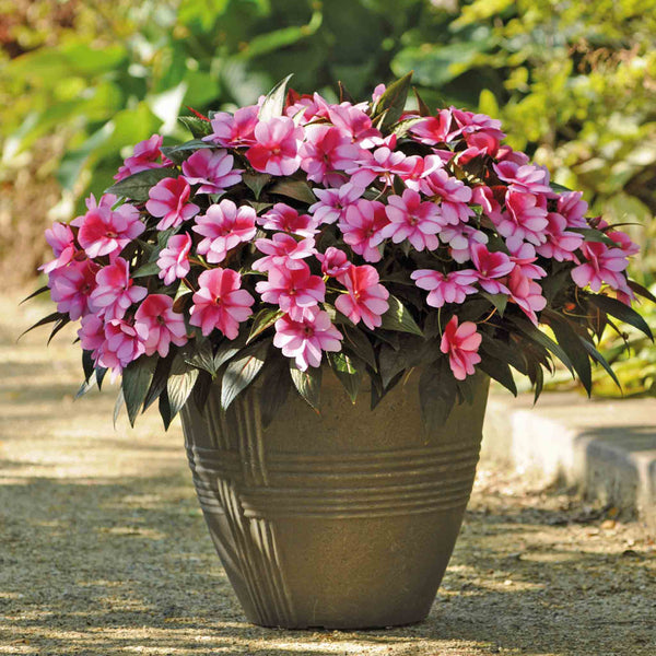 Impatiens Plant New Guinea 'Clockwork' Bicolour Lilac