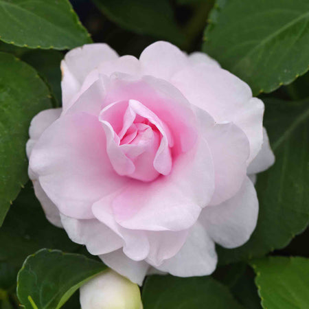 Busy Lizzie 'Glimmer Double Appleblossom'
