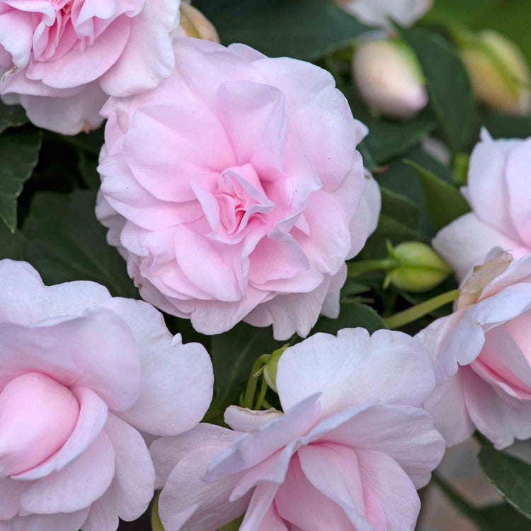 Busy Lizzie 'Glimmer Double Appleblossom'