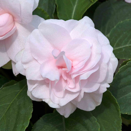 Busy Lizzie 'Glimmer Double Appleblossom'