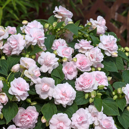 Busy Lizzie 'Glimmer Double Appleblossom'