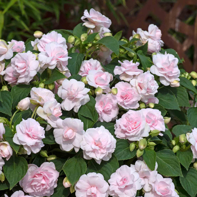 Busy Lizzie 'Glimmer Double Appleblossom'