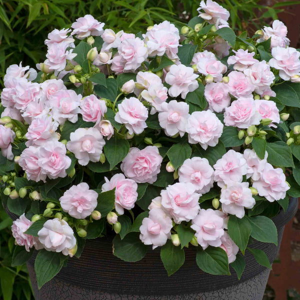 Busy Lizzie Plant 'Glimmer Double Appleblossom'