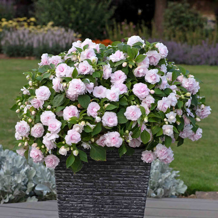 Busy Lizzie 'Glimmer Double Appleblossom'