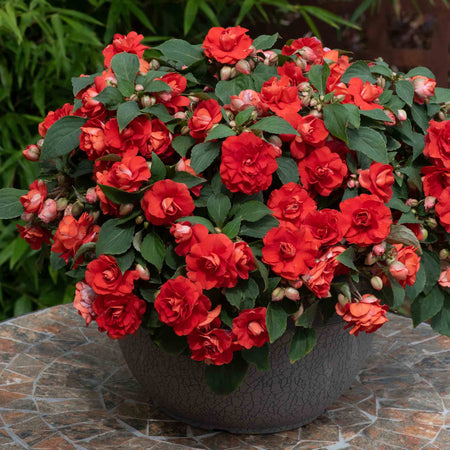 Busy Lizzie 'Double Bright Red'