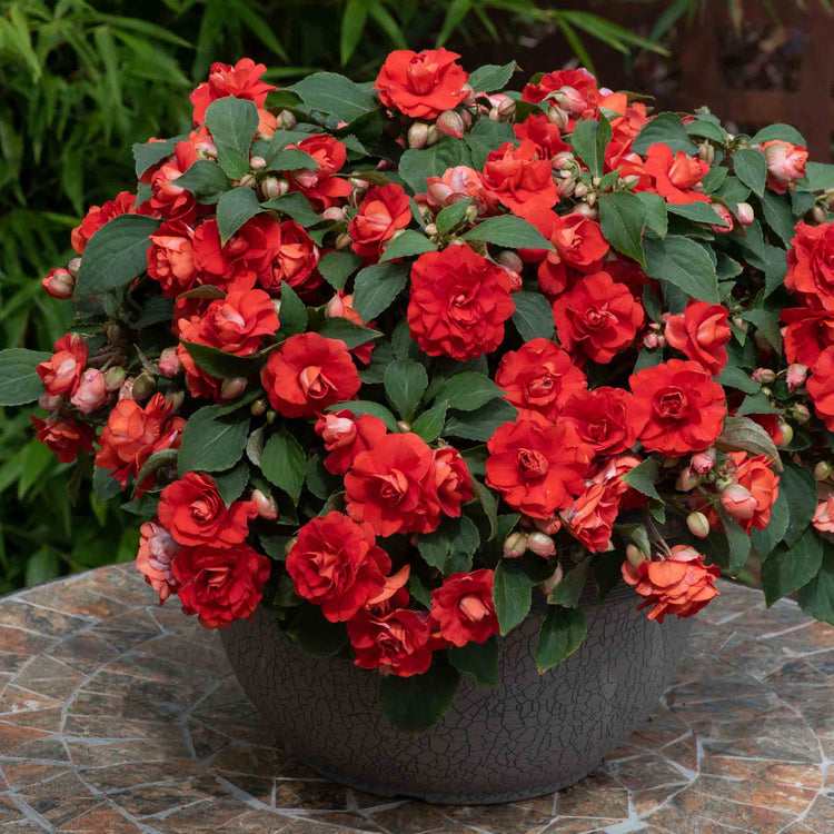 Busy Lizzie 'Double Bright Red'