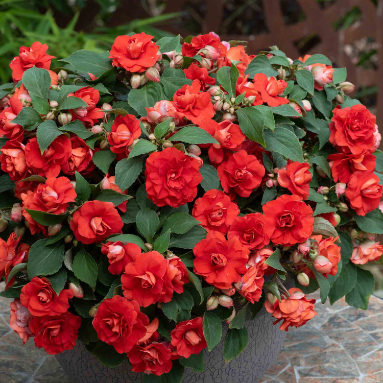 Busy Lizzie 'Double Bright Red'