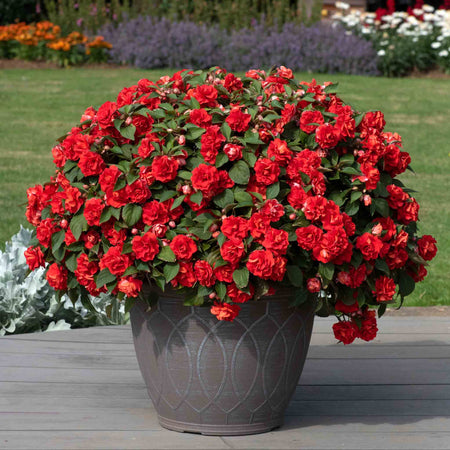 Busy Lizzie 'Double Bright Red'