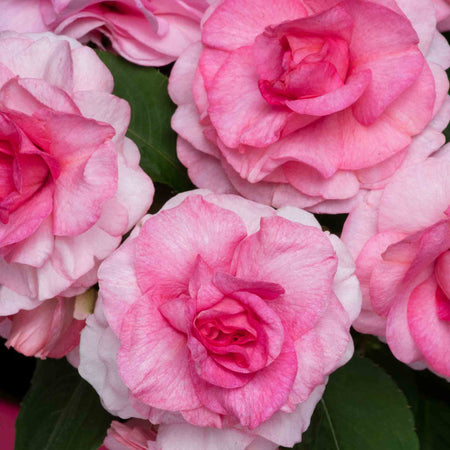 Busy Lizzie 'Glimmer Double Pink'