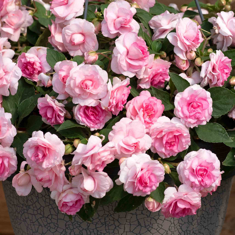 Busy Lizzie 'Glimmer Double Pink'