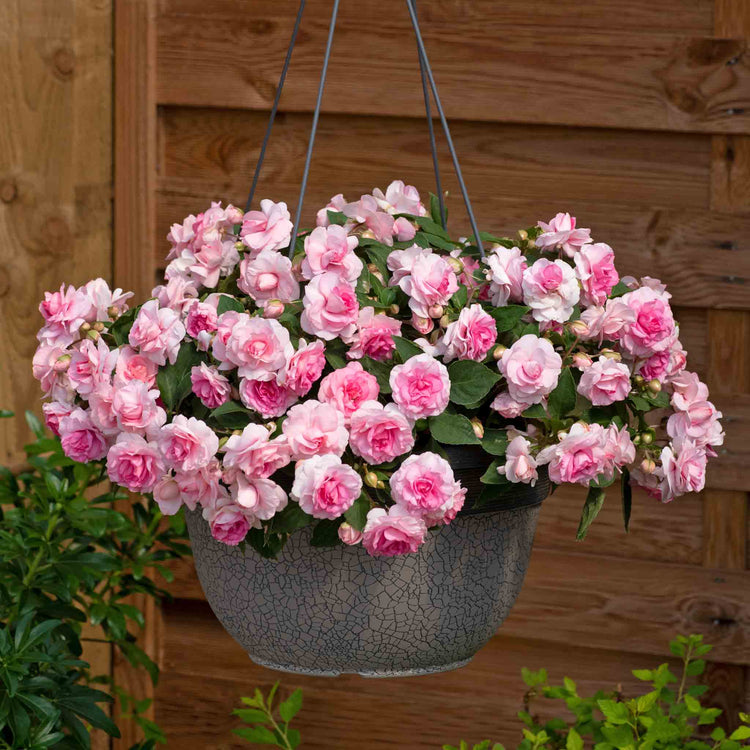 Busy Lizzie 'Glimmer Double Pink'