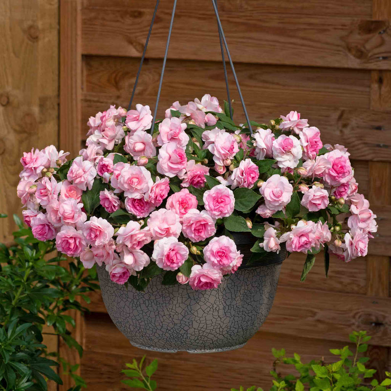 Busy Lizzie 'Glimmer Double Pink'