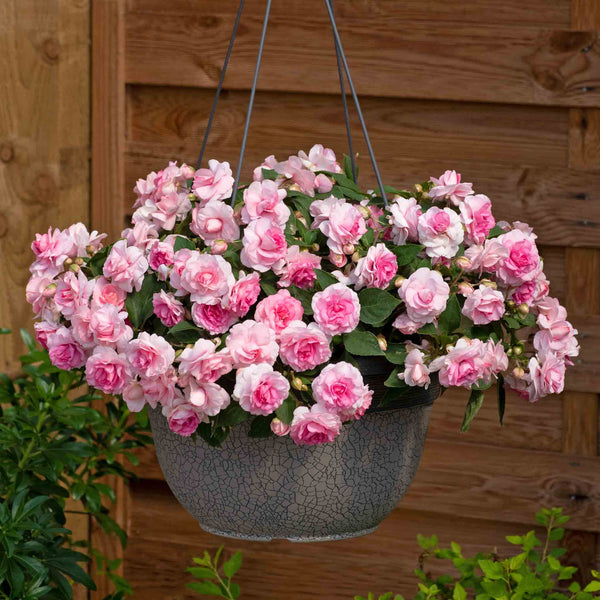 Busy Lizzie Plant 'Glimmer Double Pink'