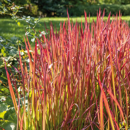 Imperata cylindrica 'Red Baron'